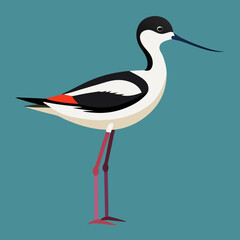 vector illustration of a pied avocet