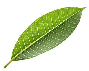 Obraz premium A mango leaf isolated on transparent background