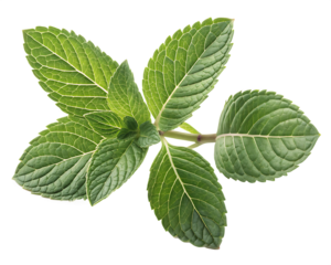 A sprig of mint isolated on transparent background