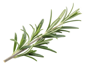 Fototapeta premium A sprig of rosemary isolated on transparent background