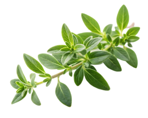 A sprig of thyme isolated on transparent background
