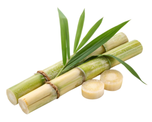A sugarcane piece isolated on transparent background