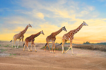Herd of giraffes, giraffe family at sundown © jay