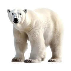 polar bear isolated on white background