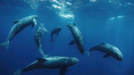 Obraz premium A pod of pilot whales swimming together in the open sea.