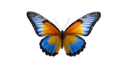 Obraz premium Close-up butterfly its wings spread out has beautiful Very beautiful blue yellow ,three very beautiful blue butterflie transparent background.png