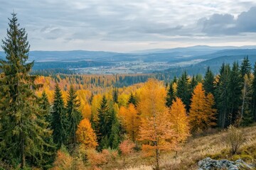 Aerial view of a scenic autumn forest with vibrant orange and yellow foliage, great for seasonal campaigns