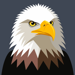 american bald eagle head
