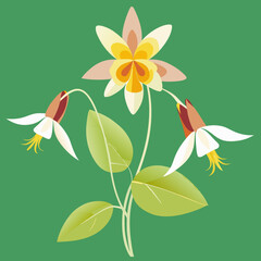 vector illustration of a columbine flower