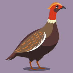 dusky grouse  isolated on white background