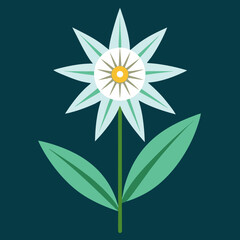 vector illustration of a edelweiss flower