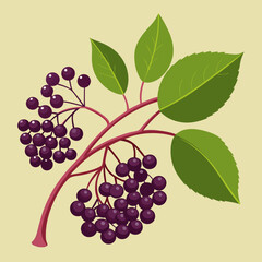 vector illustration of elderberry