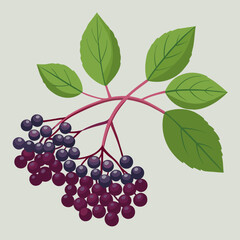 vector illustration of elderberry