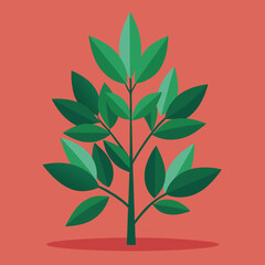 vector illustration of a euphorbia
