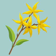 forsythia  flower vector illustration