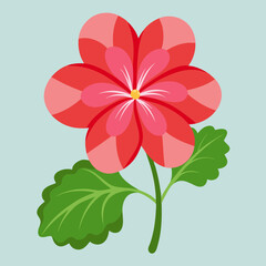 geranium flower isolated on white