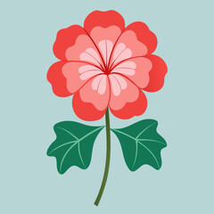 geranium flower isolated on white