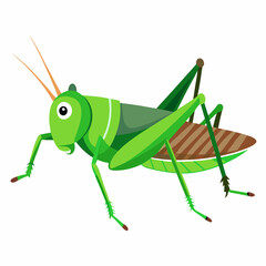 grasshopper isolated on white background