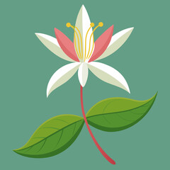 vector illustration of a honeysuckle flower