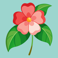 impatiens flower isolated 