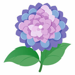 vector illustration of a hydrangea flower