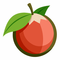 langsat fruit vector illustration
