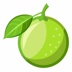 vector illustration of an lime