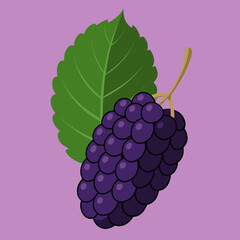 mulberry vector illustration