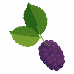 Fototapeta premium mulberry vector illustration