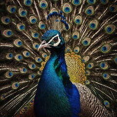 Obraz premium A peacock feather lying on the grA group of three peacocks with different shades of tail feathers.ound, symbolizing its beauty.
