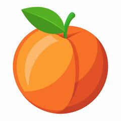 peach fruit vector illustration