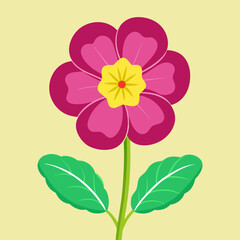 primrose flower vector