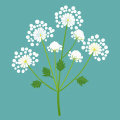 queen anne s lace flowers vector illustration
