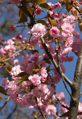 Close-up photo of bright pink cherry tree (sakura) branches in full bloom illuminated by sunlight against a background of the clear blue sky	
