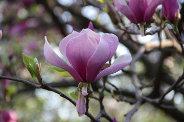 Close-up photo of a branch with isolated pink magnolia flower in full bloom on a blurred background. Soft focus.