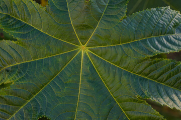 close up of green lea