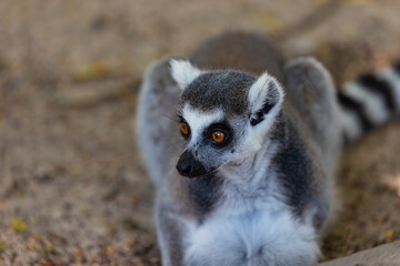 portrait of a ring-tailed lemur