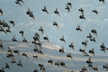 flock of birds