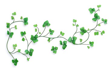 Elegant Creeping Vine with Lush Green Foliage, Isolated on White