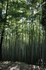 Fototapeta premium 日の射す竹林