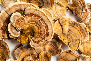 Trametes versicolor is a polypore mushroom, commonly known as turkey's tail. Isolated on white...