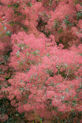 cotinus flower on the tree