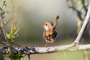 A cute female fairy wren, a tiny bird often found in urban areas, sits perched on a tree branch against a blurred background at Arundel wetlands on the Gold Coast in Queensland, Australia.