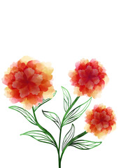 watercolor flowers orange on white background