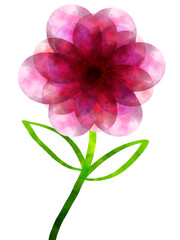 Pink flower isolate white background 