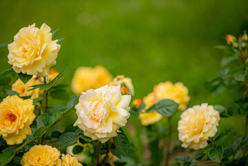 nice roses in the garden