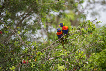 Two Rainbow Lorikeets in a tree