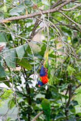 Rainbow lorikeet in a tree, hanging upside down