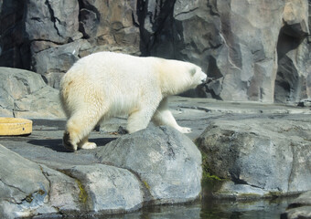Side of polar bear walking in enclosure at the Anchorage zoo on a sunny spring day.