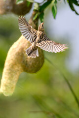 Baya weaver 